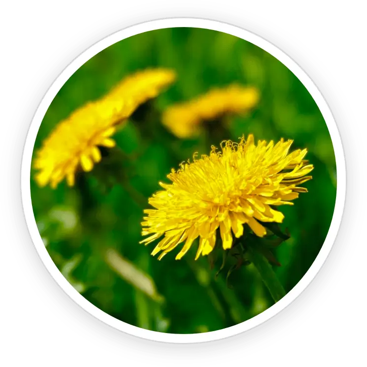 Dandelion – detoxifying herb that supports liver and skin health